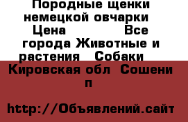 Породные щенки немецкой овчарки › Цена ­ 24 000 - Все города Животные и растения » Собаки   . Кировская обл.,Сошени п.